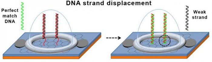 Credit - Lal Research Group at UC San Diego