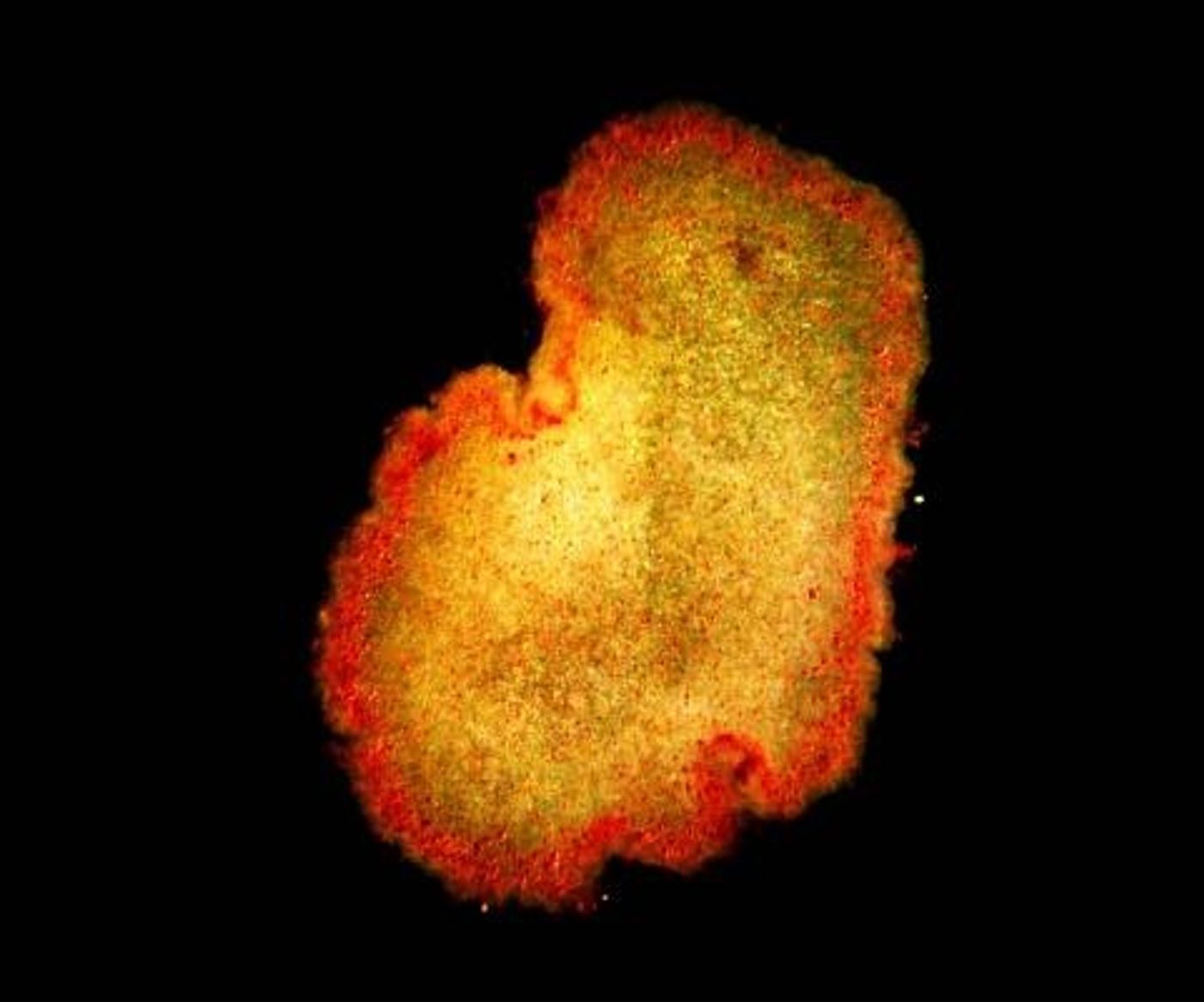 Trichoplax, a type of Placozoa / Credit: W. Jakob