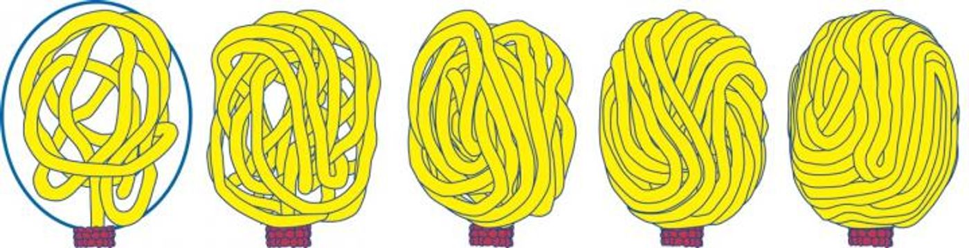 gradual filling of viral capsid (blue oval, left panel) by DNA (yellow), which is driven into the capsid by the protein motor (red).