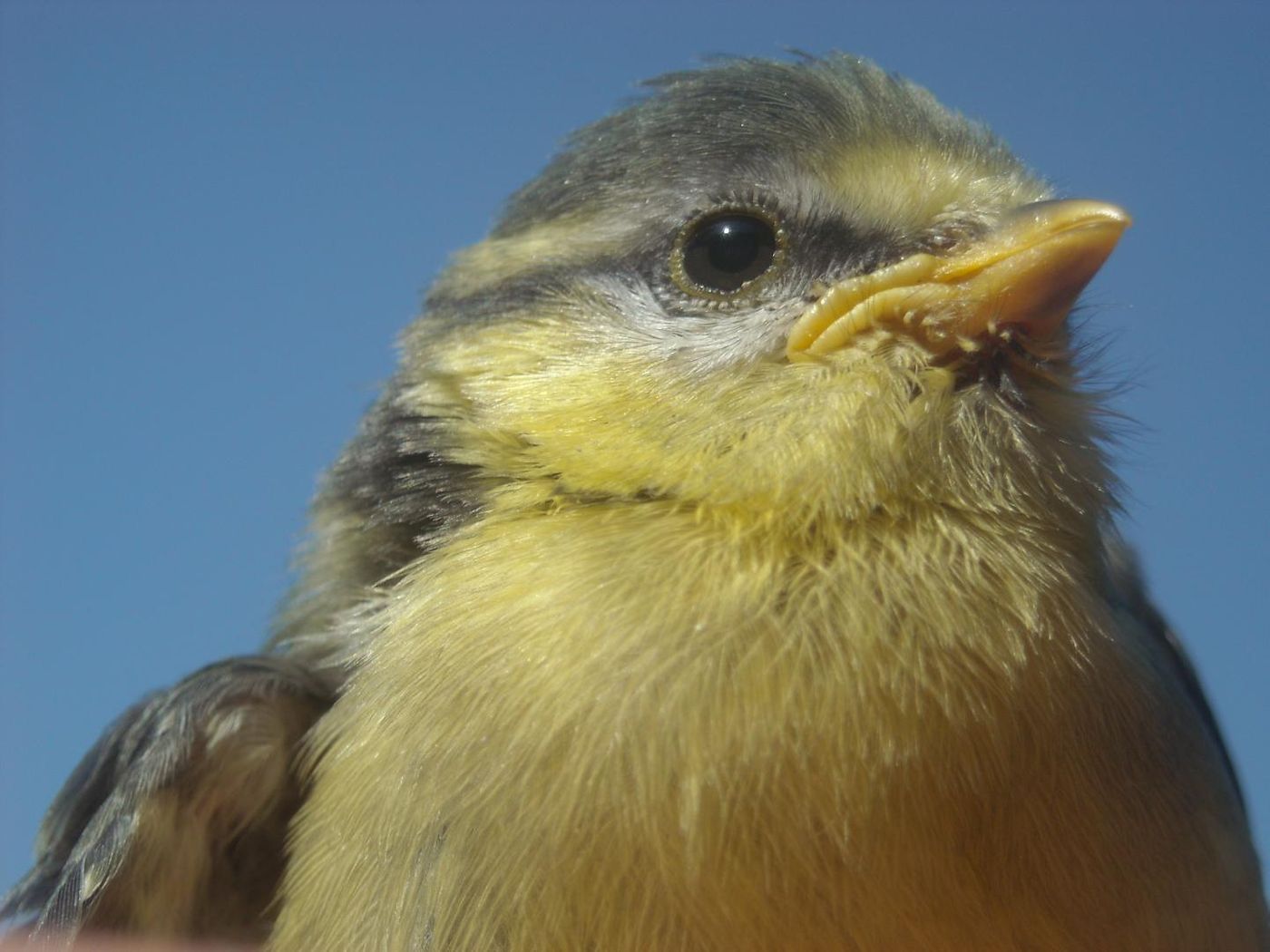 Female tits deal with life-threatening danger from predators by singing. 