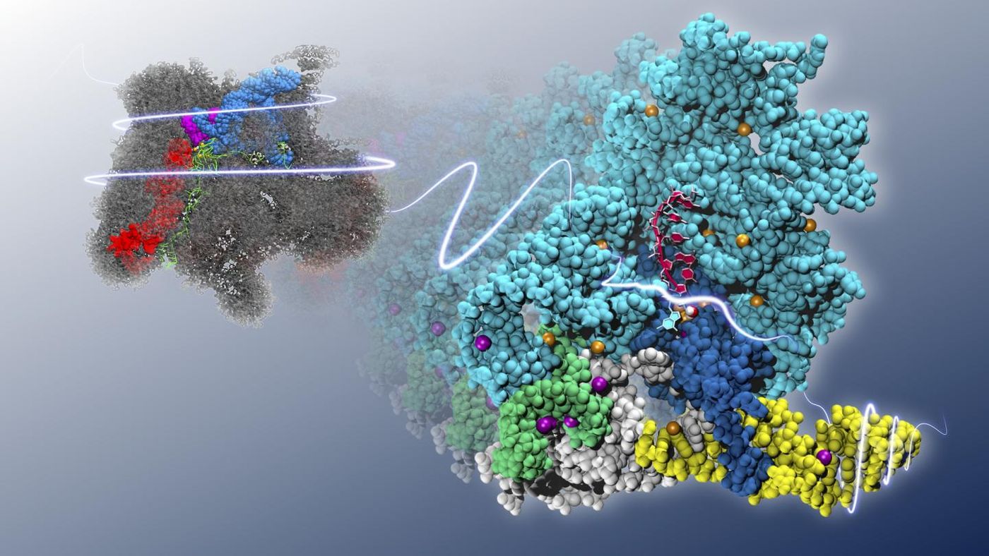 Ribozyme in 3-D