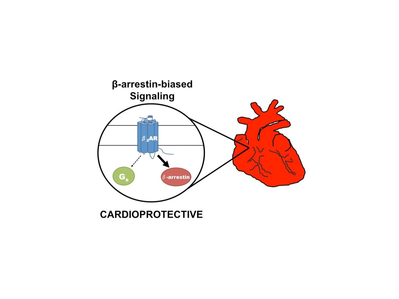 Selective activation of the beta2-adrenergic receptor by a beta-arrestin-biased pepducin promotes activation of a beta-arrestin signaling pathway 