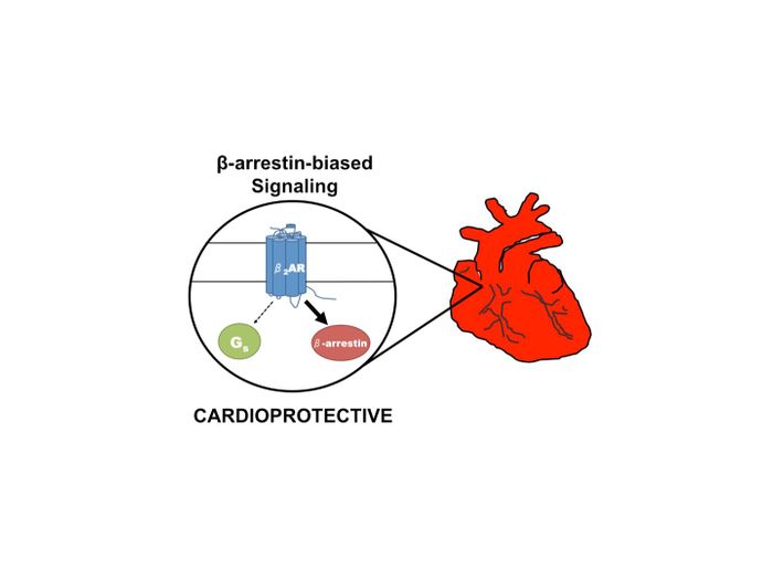 Selective activation of the beta2-adrenergic receptor by a beta-arrestin-biased pepducin promotes activation of a beta-arrestin signaling pathway