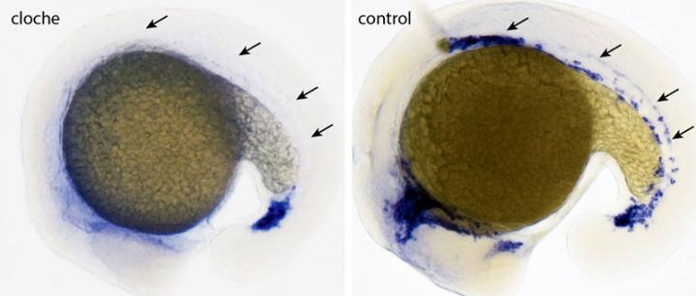 In the control embryo after 16 hours blood vessel cells can be detected, in the cloche mutant neither blood nor vessel cells develop | Image: MPI for Heart and Lung Research, Bad Nauheim