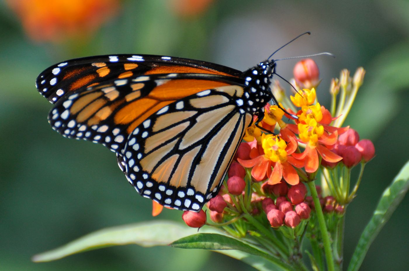 Monarchs may be forging new migration patterns. Photo: climatehealers.org