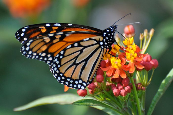 Monarchs may be forging new migration patterns. Photo: climatehealers.org