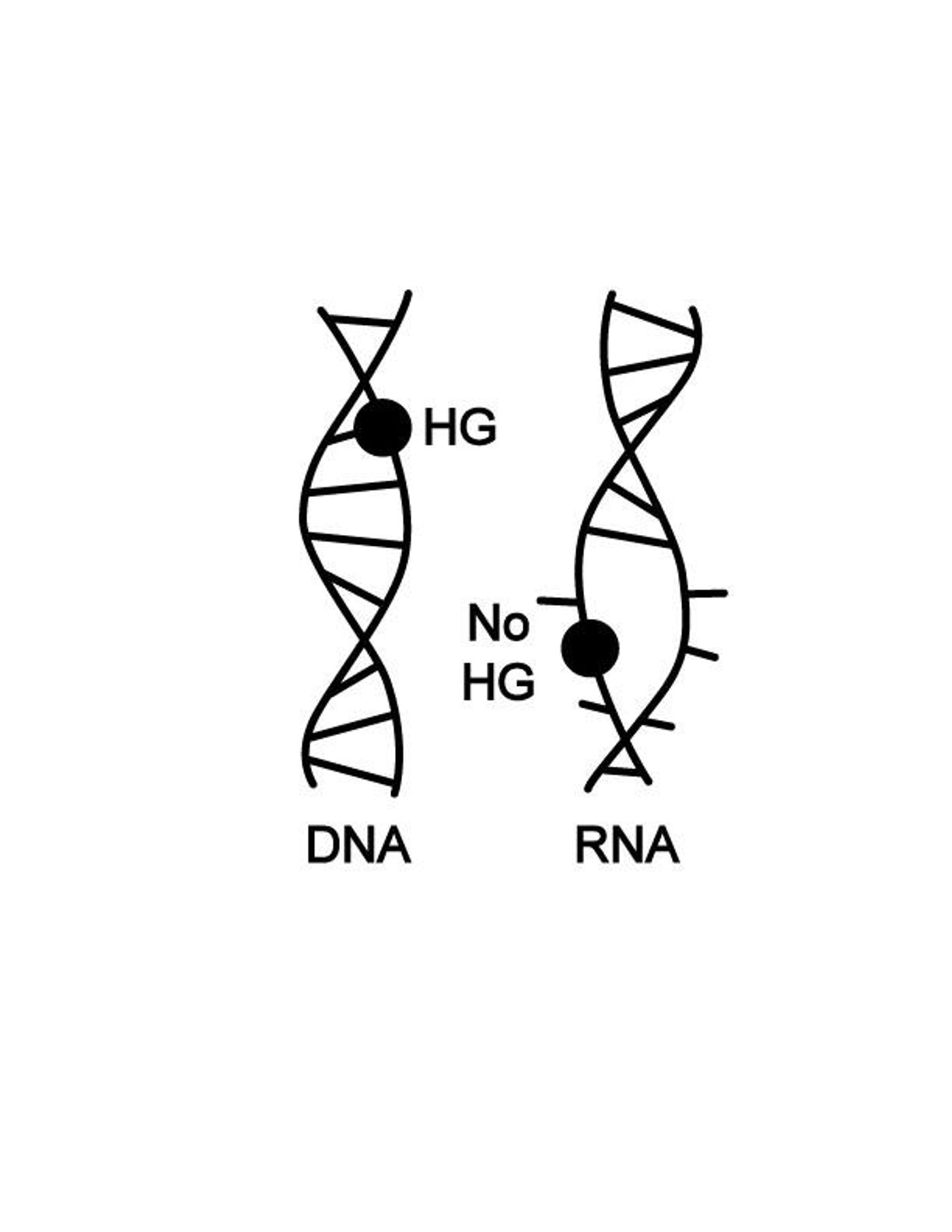 The DNA double helix can contort into different shapes to absorb chemical damage to the basic building blocks (A, G, C and T, depicted by black dot) of genetic code. An RNA double helix is so rigid and unyielding that rather than accommodating damaged bases, it falls apart completely.