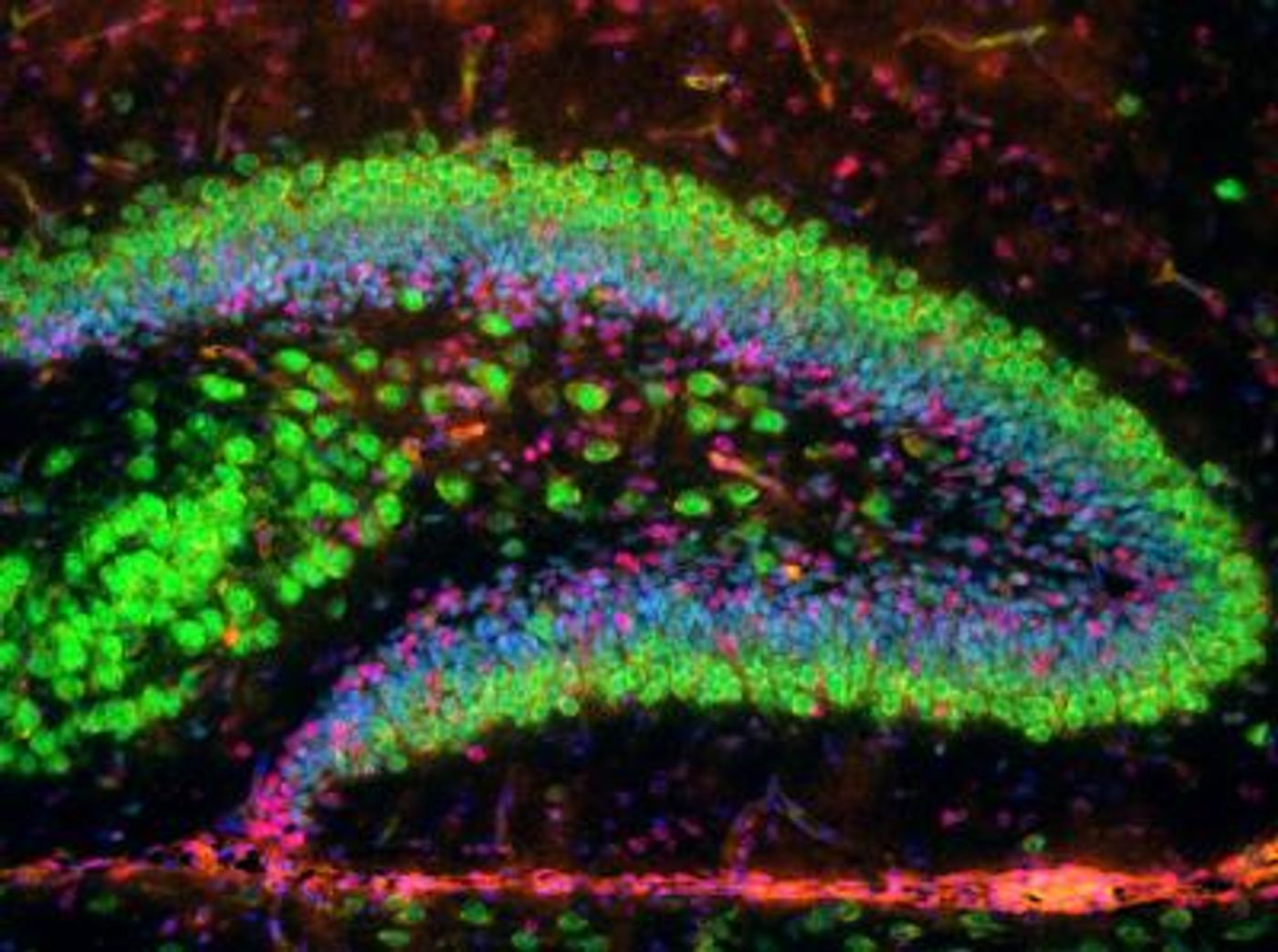 Mouse hippocampal formation contributing to new memories - neurons (green) and stem cells (red)