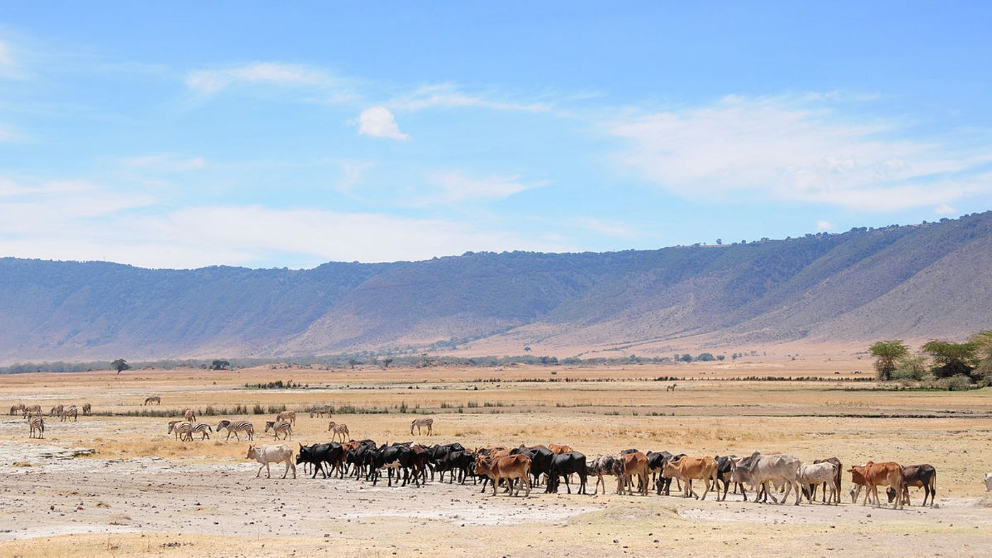 Cattle in Tanzania could become the host of choice for genetically modified mosquitoes in the future. (Image: Vince Smith/Flickr)