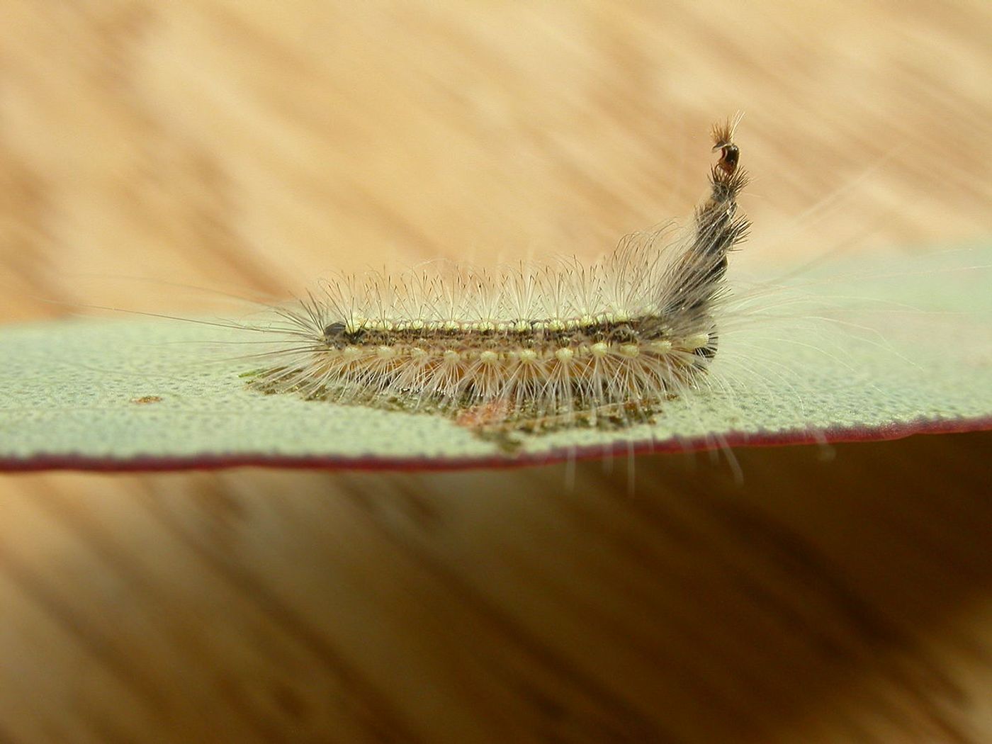 This caterpillar protects itself from predators with a stack of old head shells.