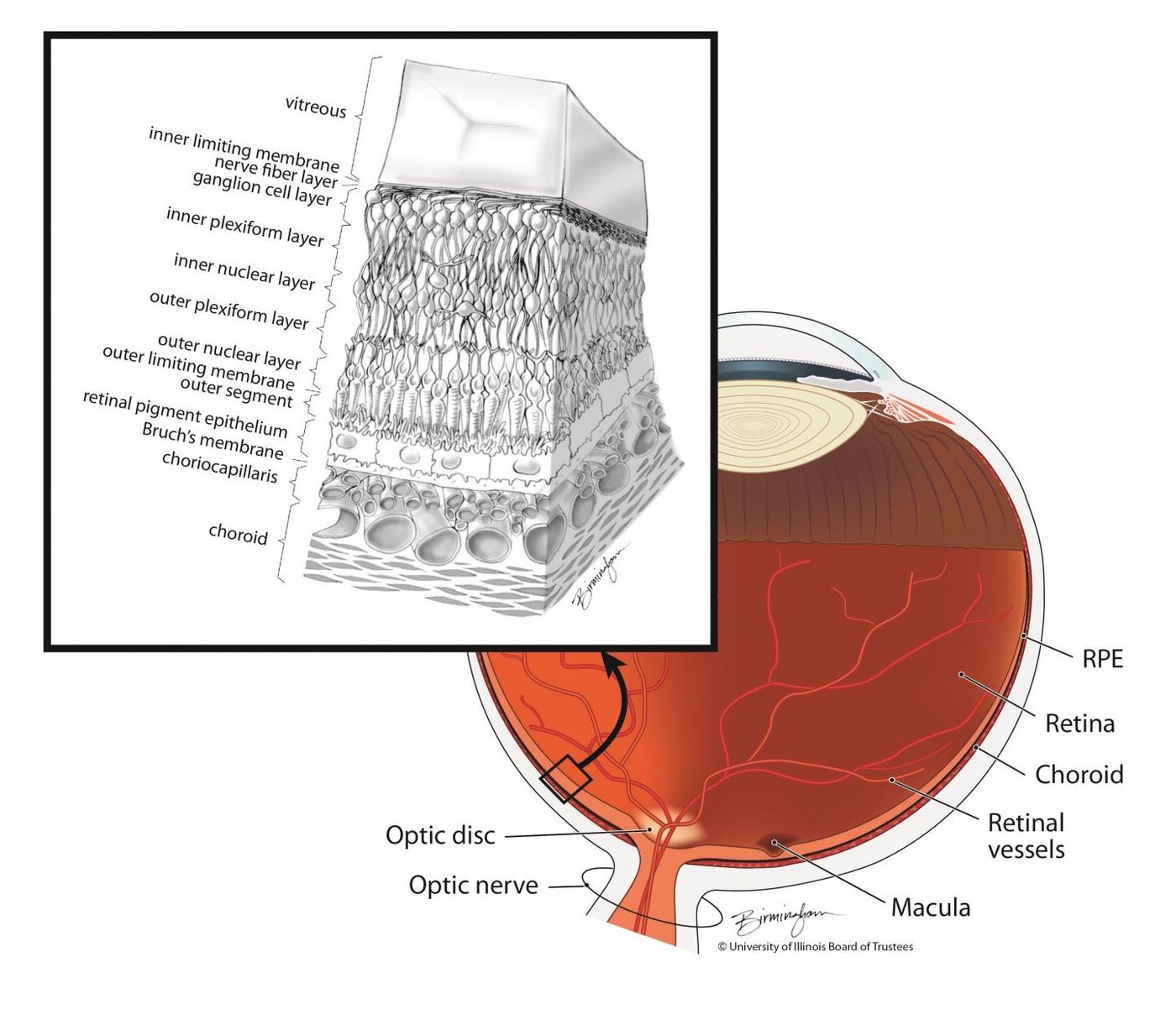 The layers of the retina include the RPE. / Illustration: Lisa Birmingham