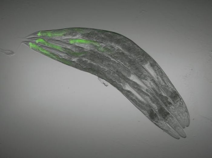 GFP glows when the nervous system is targeted by genetic modifications or drugs