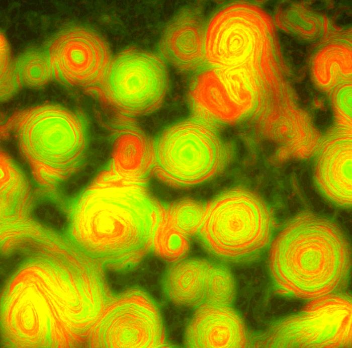 Myxobacteria strains: one overexpresses TraAB and adheres to itself (green), another non-adhesive and non-reversing (red). / Credit: D. Wall/University of Wyoming