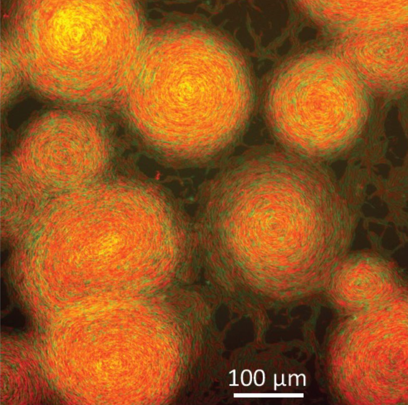 Two myxobacteria strains that overexpress different types of TraA receptors (red and green) adhere to themselves but not each other. / Credit: D. Wall/University of Wyoming