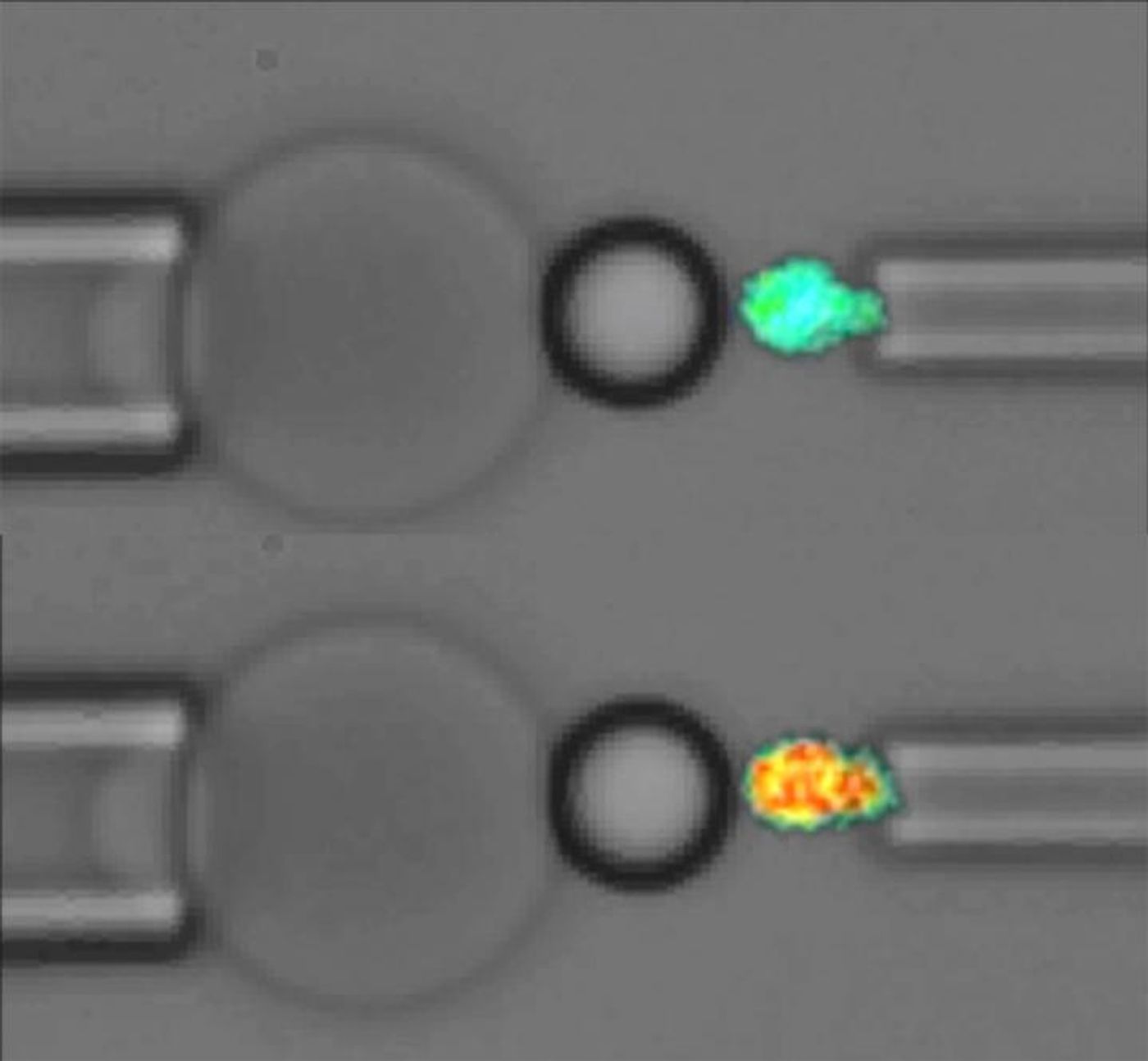 Micrographs reflecting calcium level (epifluorescence images) of a live platelet in reaction to an applied force probe