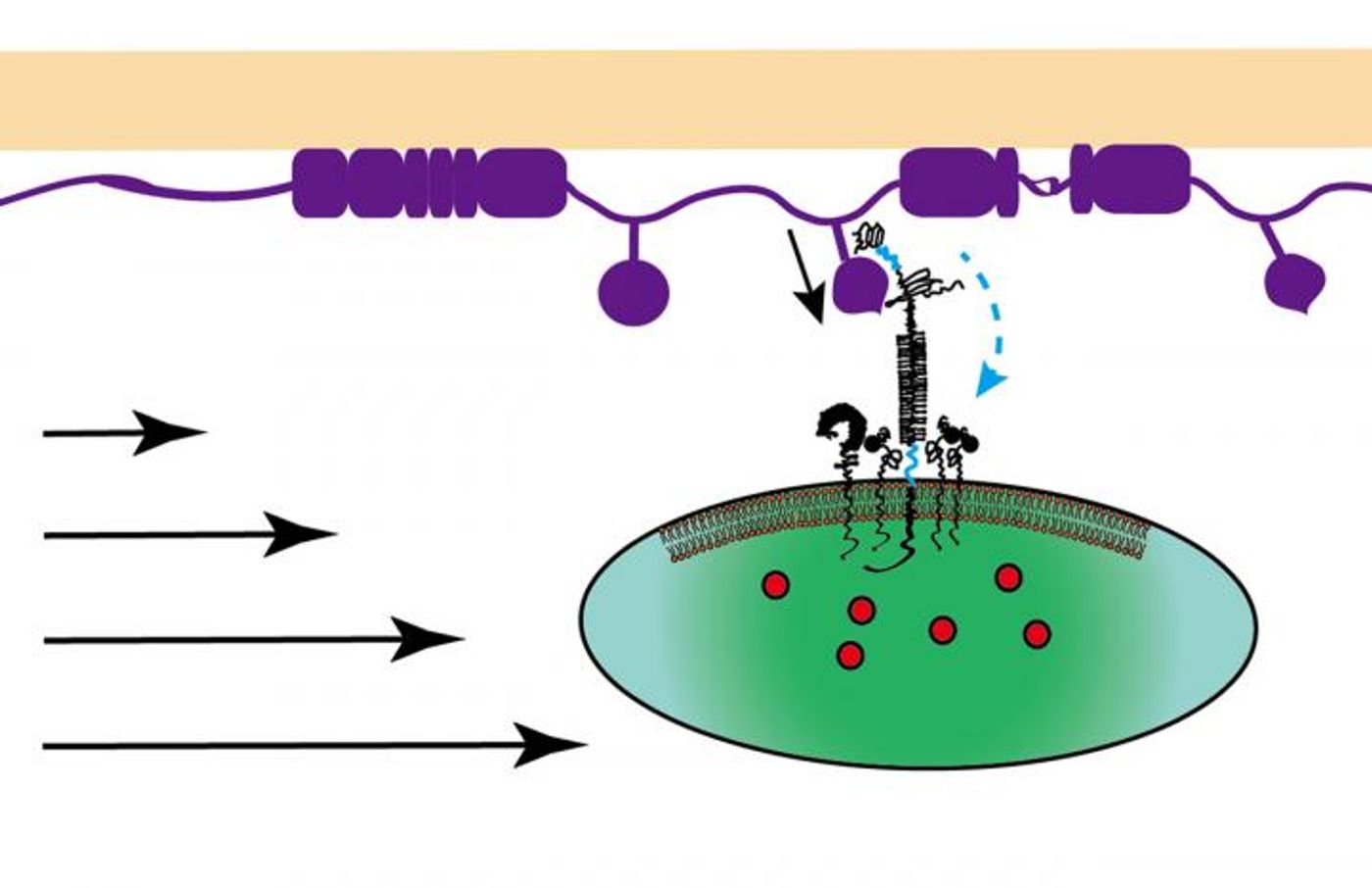 Platelet interaction with injured vascular surface at the beginning of blood clotting