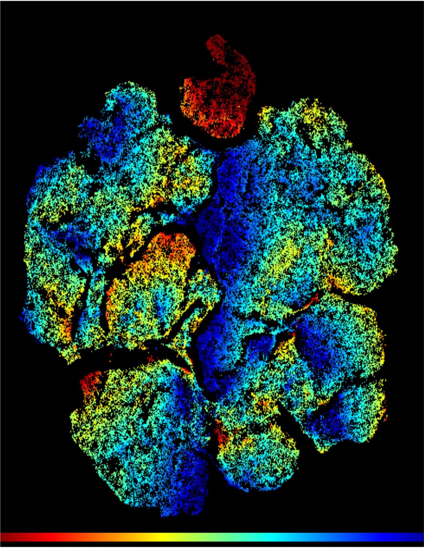 A plot of immature T cells in the thymus: T cell progenitors in red.