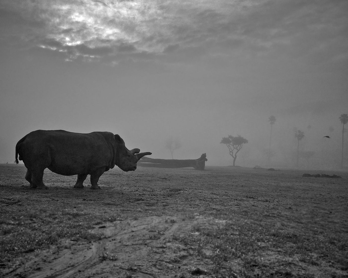Nola was one of the world's last remaining white rhinos. She passed away in November of 2015.