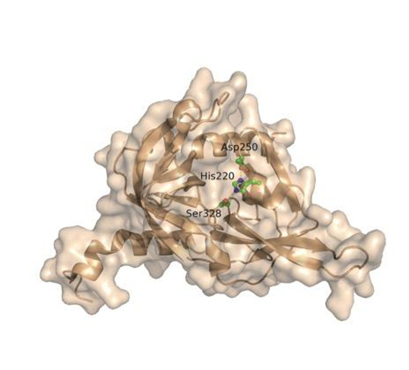 enzyme HtrA1