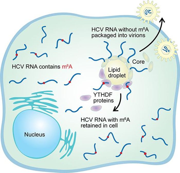A chemical tag on the RNA of the hepatitis C virus called N6-methyladenosine (m6A) has been found to slow the production of new viruses. A protein called YTHDF that binds to m6A is known to congregate around the lipid droplets where viral particles are manufactured, slowing the production of new viruses. /Credit: Duke University