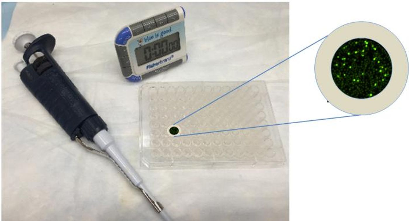 A CaFlux plate and the green fluorescent read-out from activated immune cells.