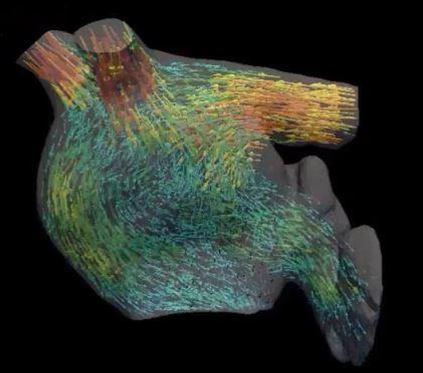 The trajectory of blood flowing into the left atrium from the pulmonary veins.