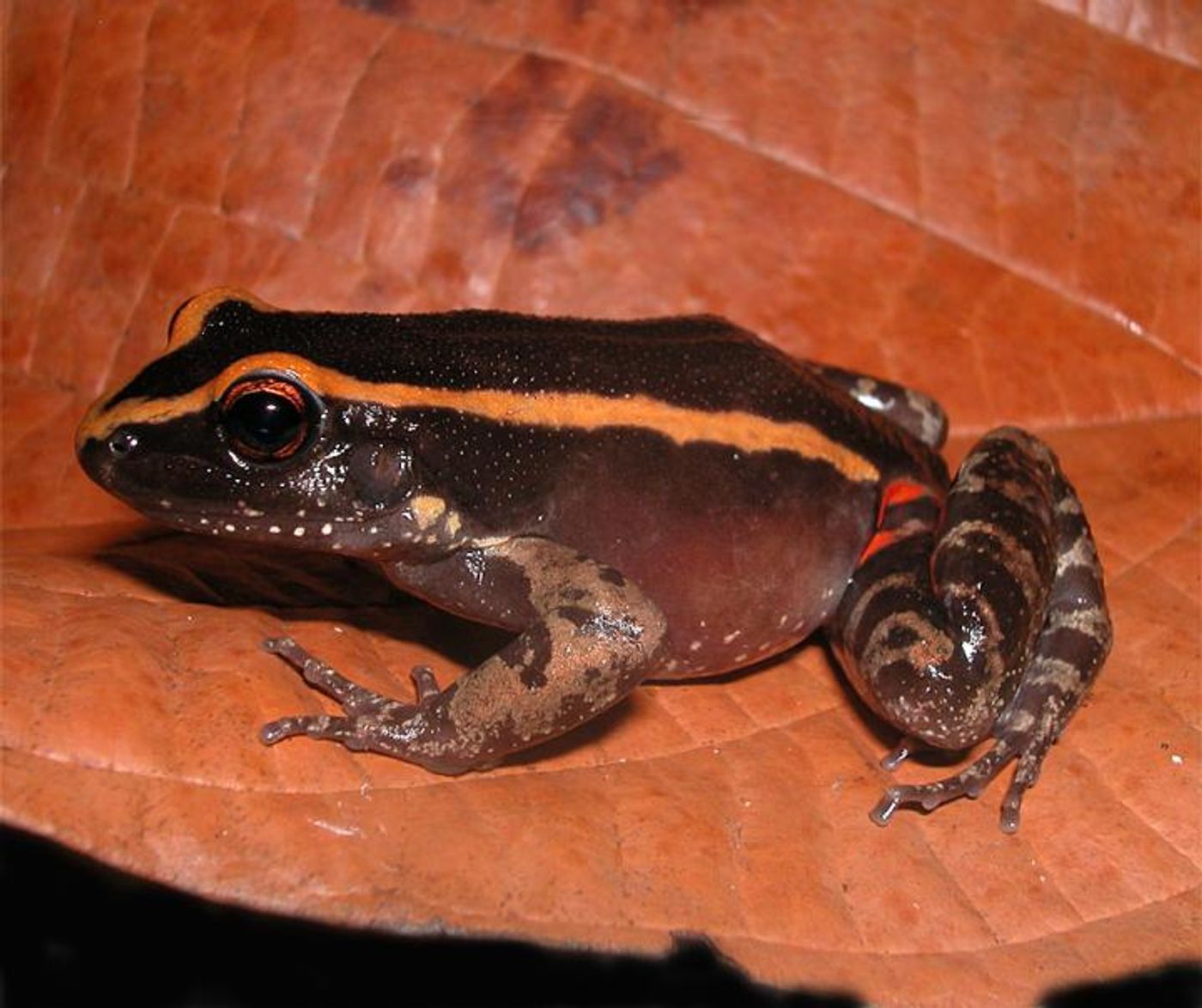 This frog can protect itself from leaf-cutter ants by using a special chemical.