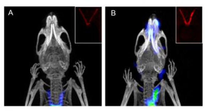 Coronal noninvasive PET/CT scans of (A) healthy and (B) diseased mice with and without ligated carotid arteries respectively.