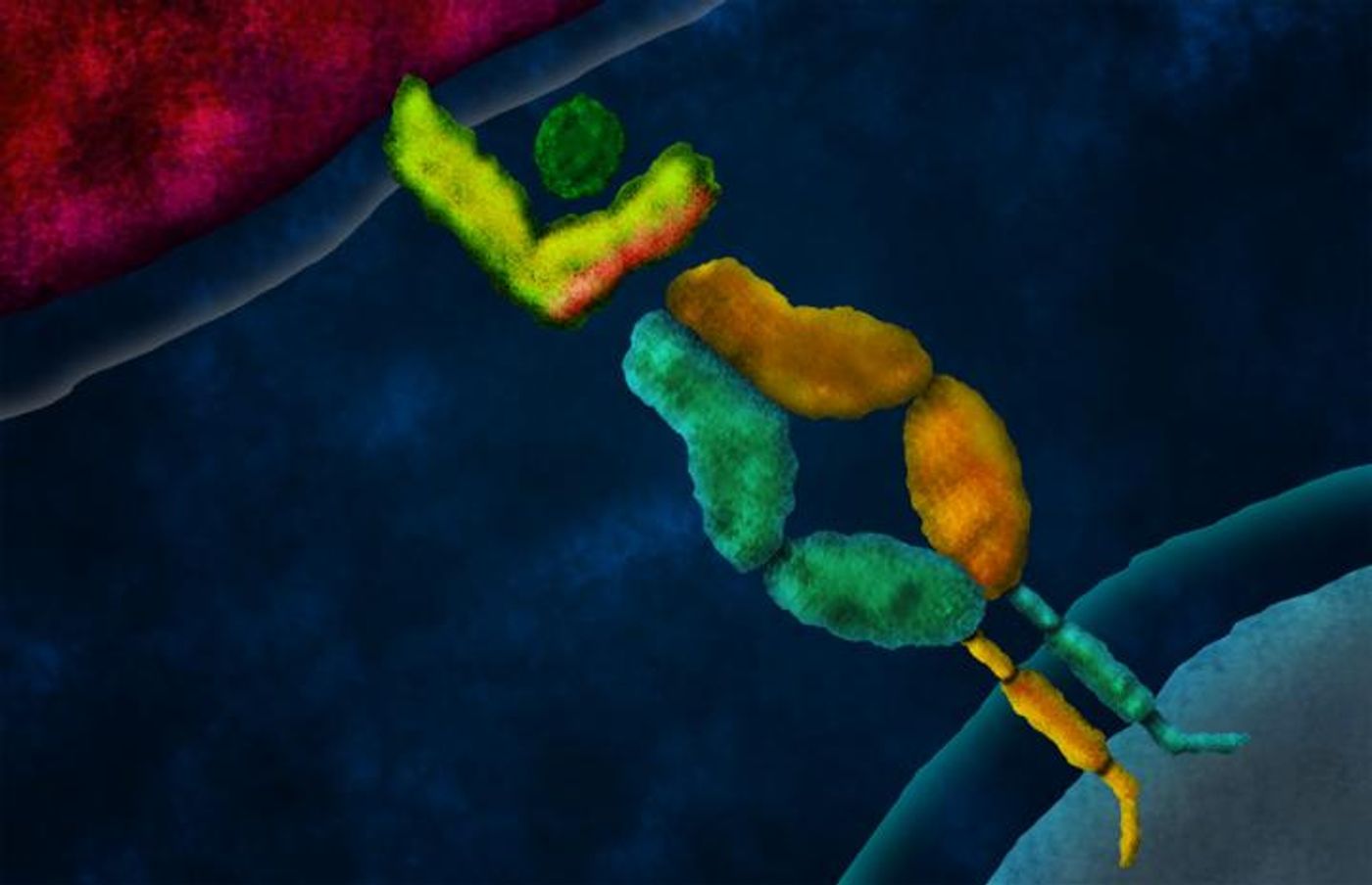 Artist's concept of a domain-swapped T cell receptor (TCR) engaging a peptide presented by a tumor cell on a major histocompatibility complex (MHC) molecule. Credit: Caltech