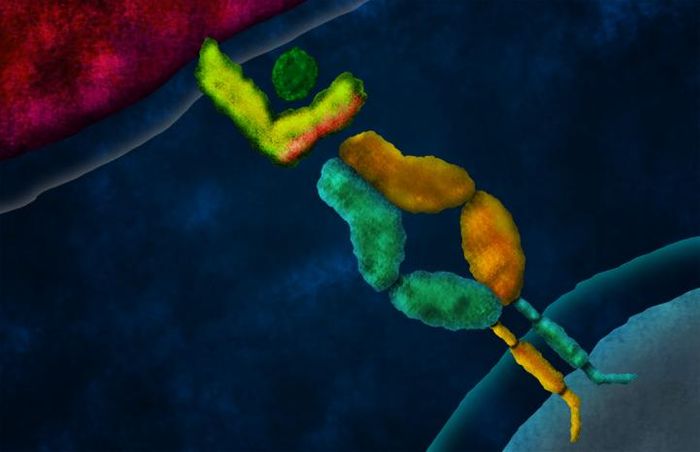 Artist's concept of a domain-swapped T cell receptor (TCR) engaging a peptide presented by a tumor cell on a major histocompatibility complex (MHC) molecule. Credit: Caltech