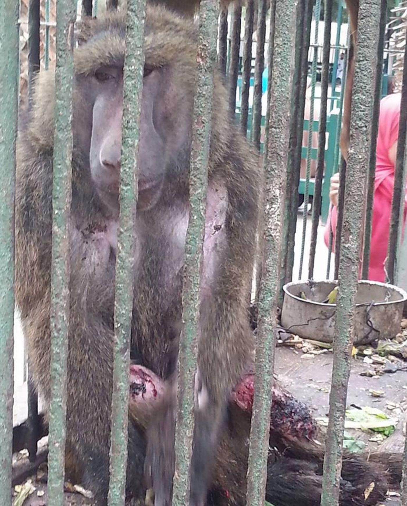 A baboon sits with its mutilated arms and feet after being a reported cannibalism victim.