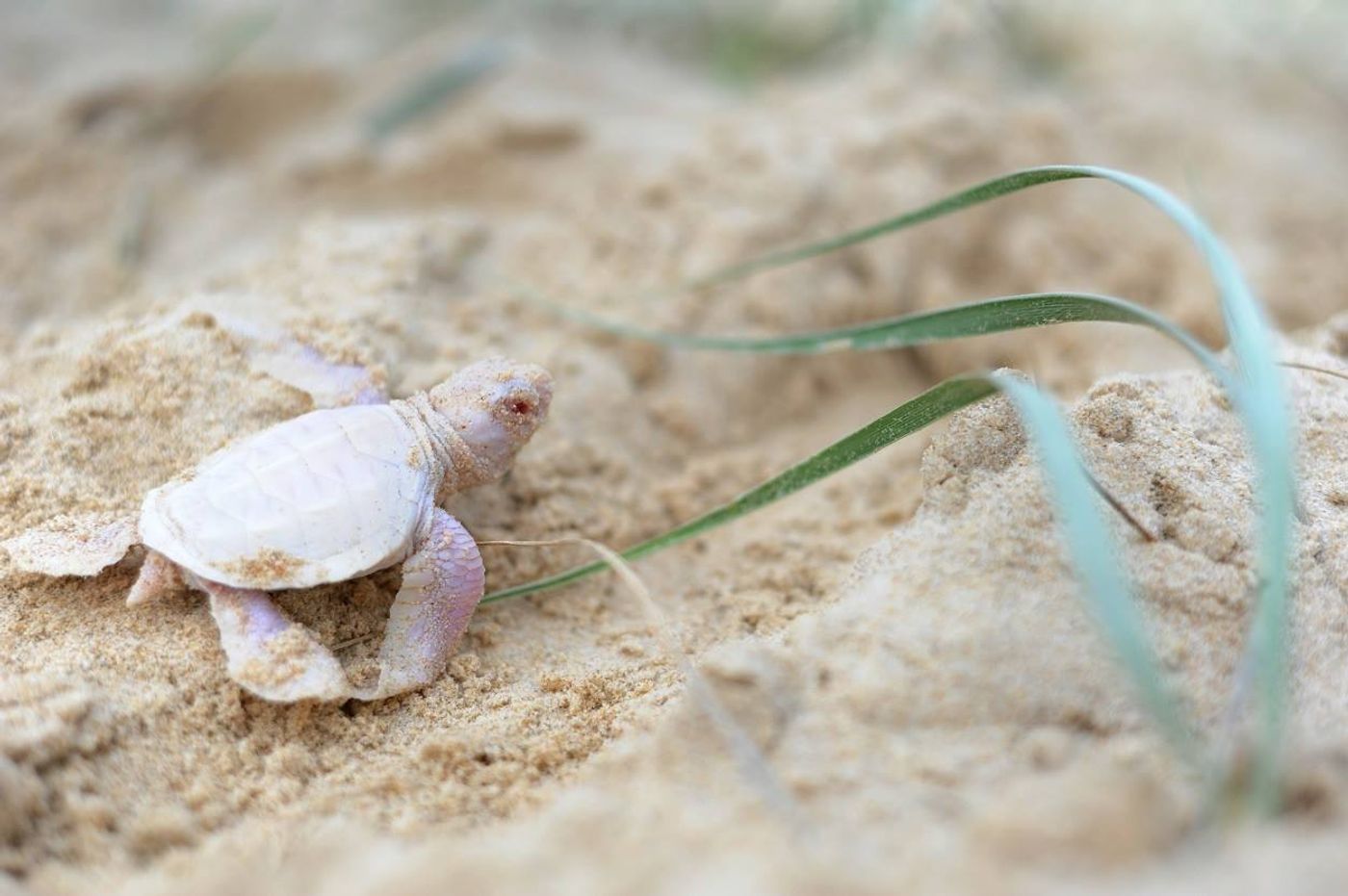 This rare albino green turtle was discovered on an Australian beach.