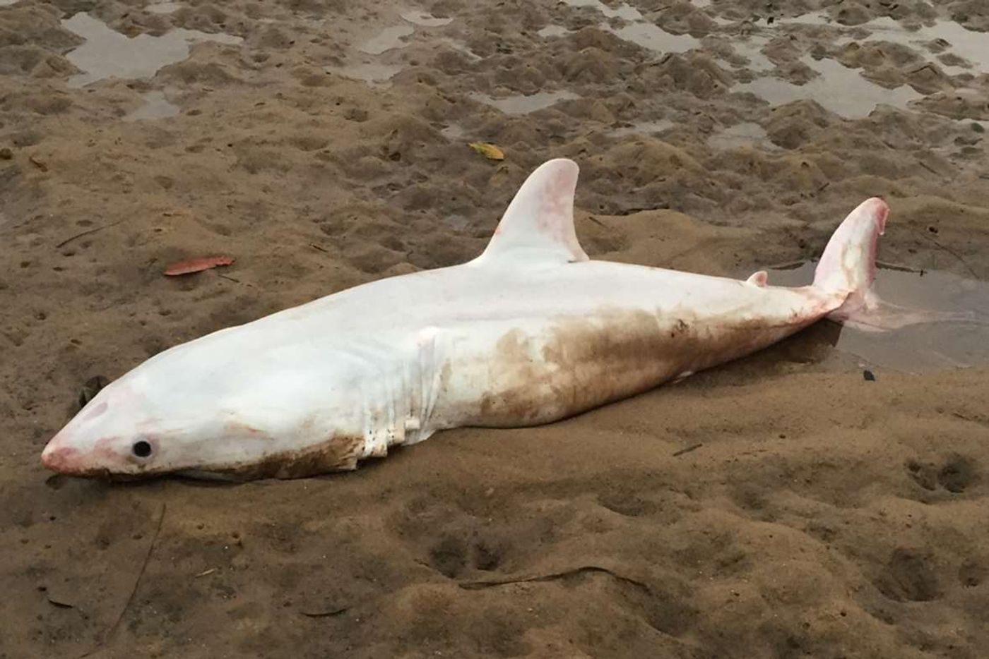 This shark pup lacks skin pigmentation and washed up on an Australian beach.