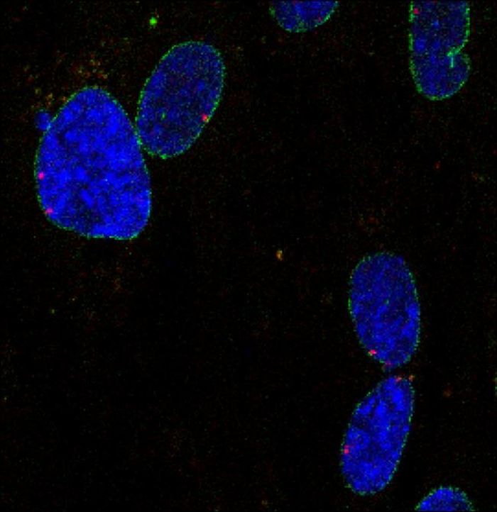 A super-enhancer driven cell identity gene (red dot) localizes in close proximity to the nuclear envelope (green) in the nucleus of human primary lung fibroblasts (blue). Credit: Salk Institute
