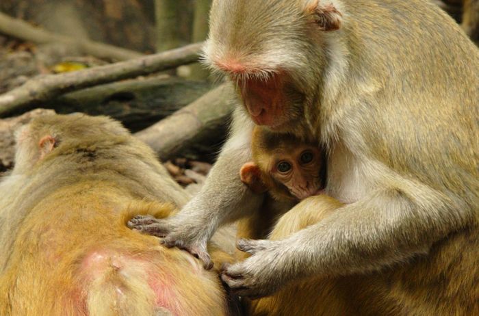 Female bonding can reduce the effects of stress in rhesus monkeys. Source: Lauren Brent, University of Exeter