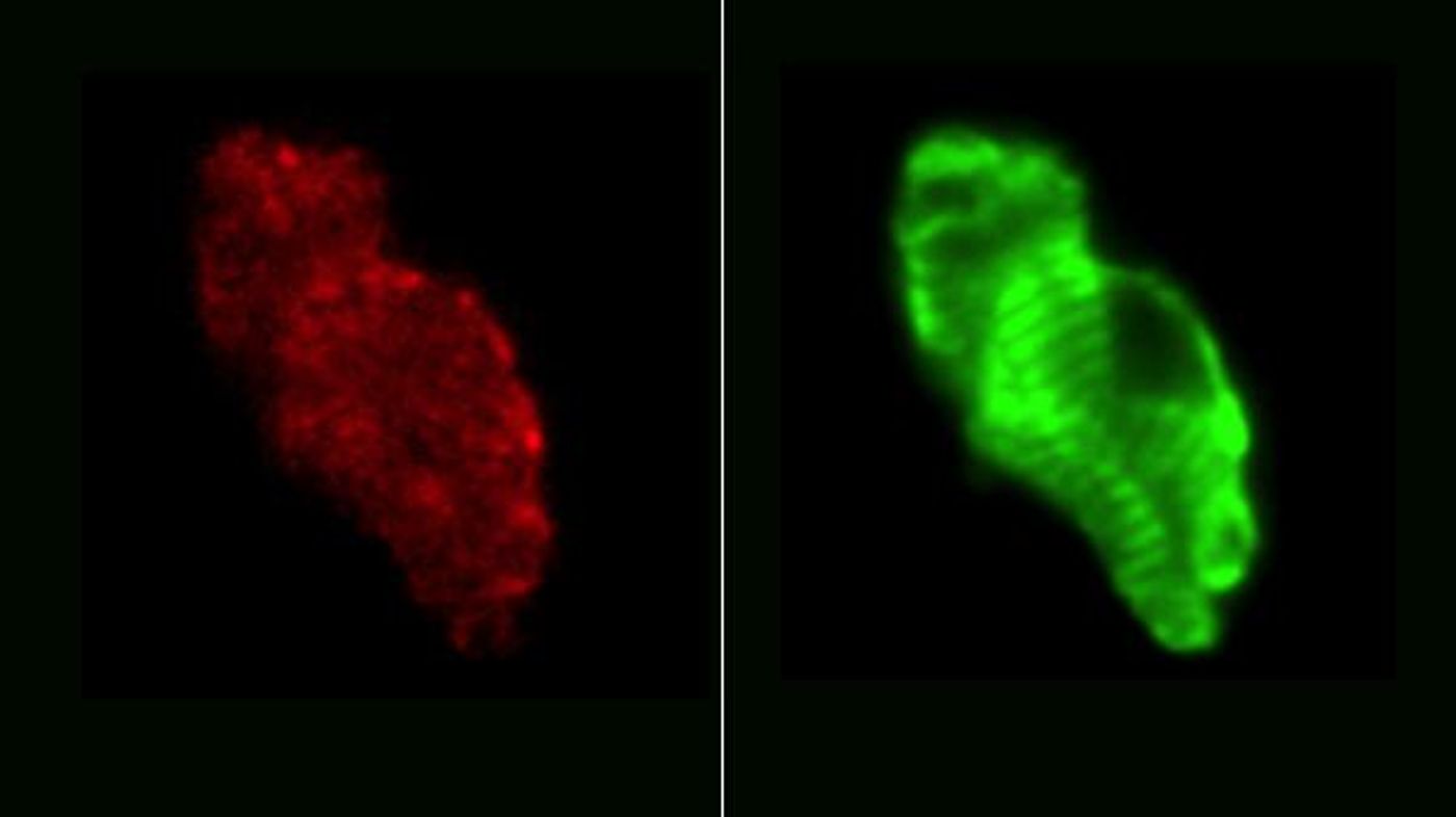 A team of scientists have created a temporal and spatial atlas of the developing mouse heart. Source: Harvard Medical School