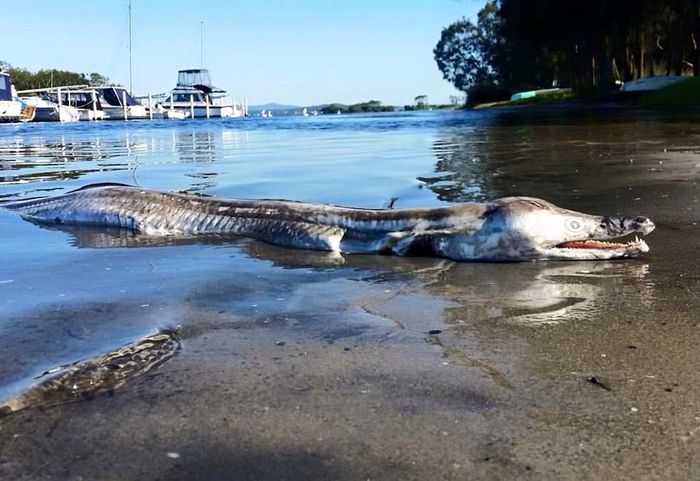 A giant pike eel washes up in Australia, causing lots of excitement up to being identified.
