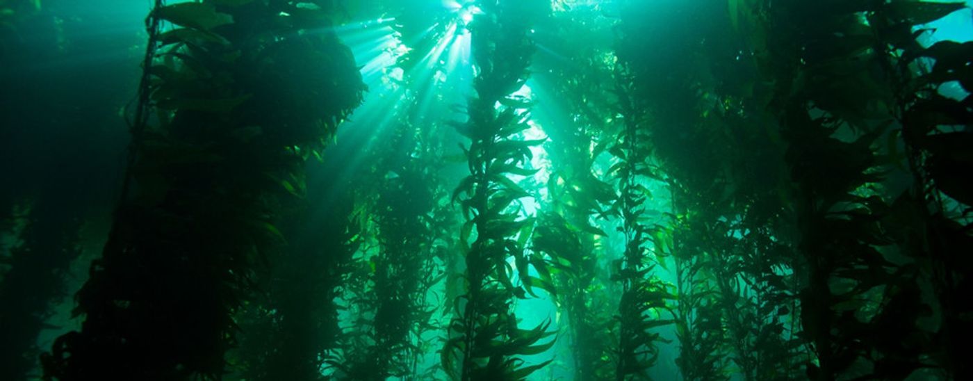 Kelp forest / Credit : NOAA's National Ocean Service