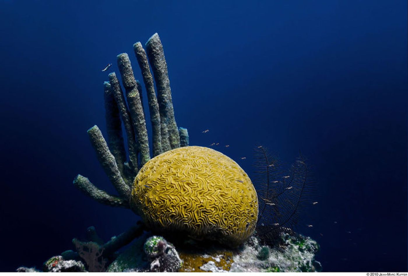 Brain and tube corals of the Great Blue Hole in Belize. Photo by jeyhem. Source: Wikimedia Commons