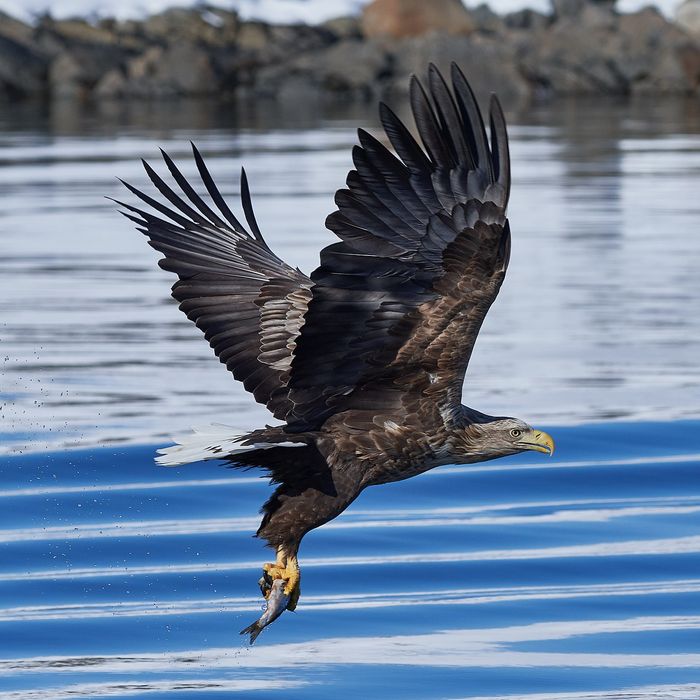 A white-tailed eagle.