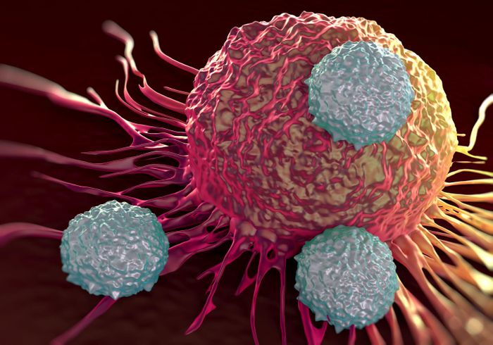 T cells (shown in gray) attacking cancer cells.