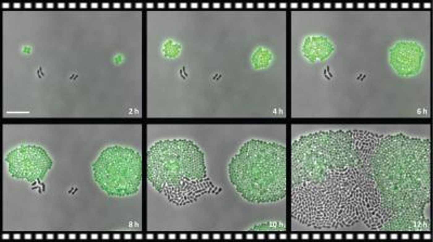 Resistant (green) bacteria inactivate an antibiotic, allowing sensitive (black) bacteria to grow. - University of Groningen