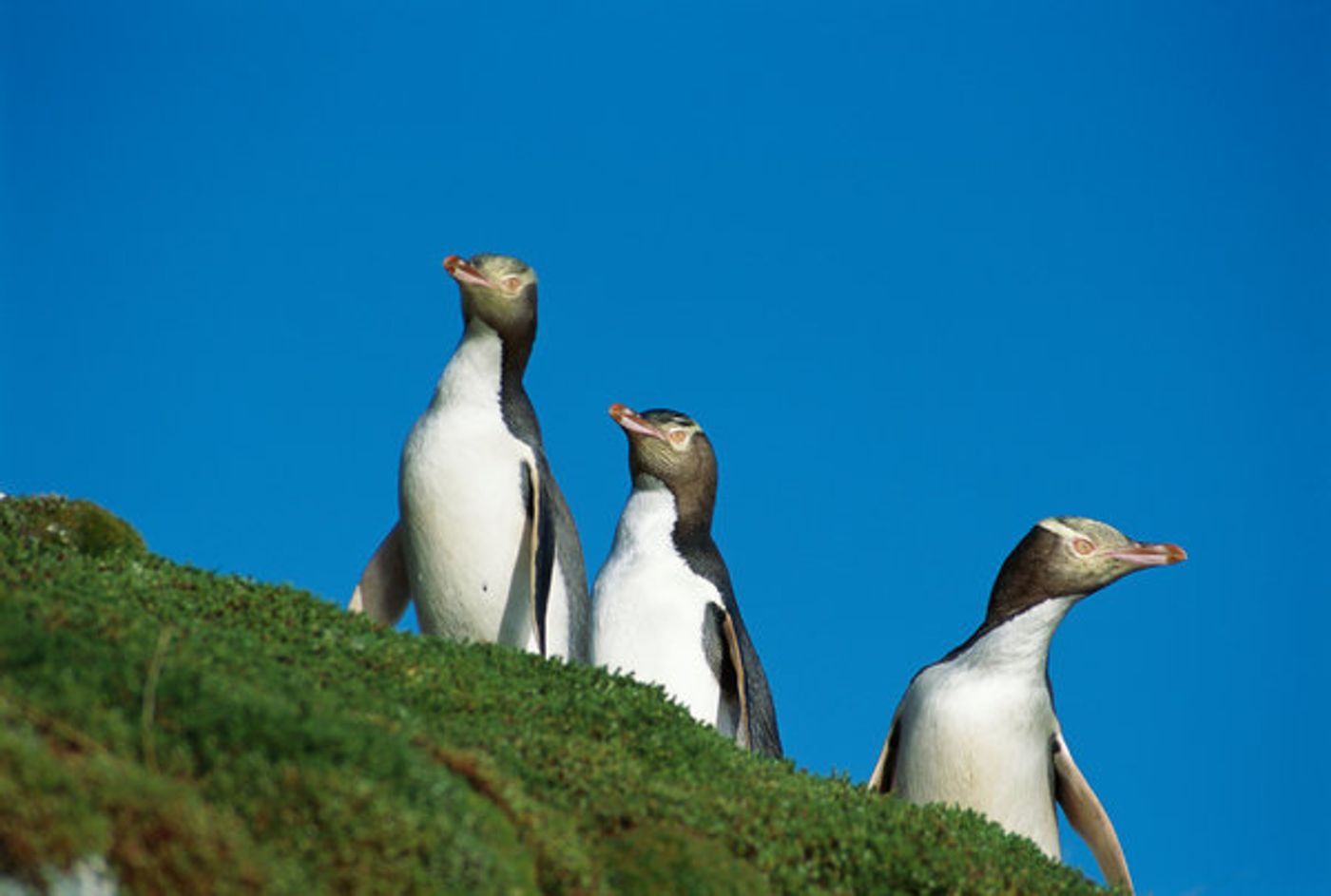 New Zealand's yellow-eyed penguin is dwindling in numbers.