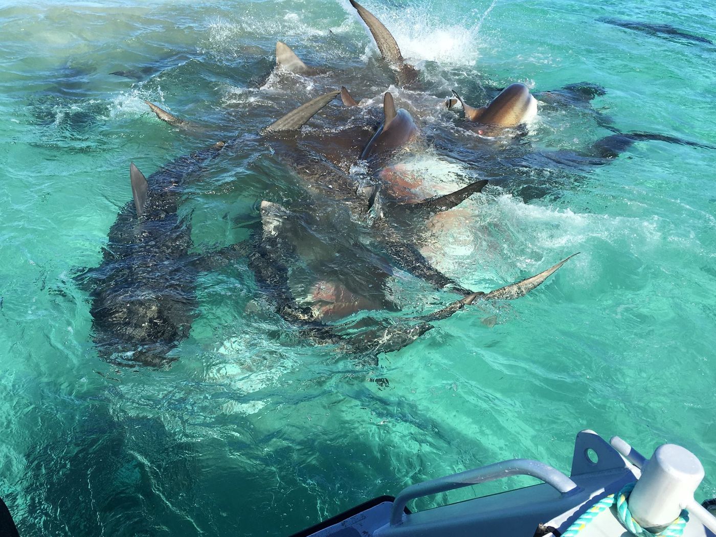 A humpback whale was the main dish for dozens of tiger sharks in Shark Bay near the coast of Western Australia.