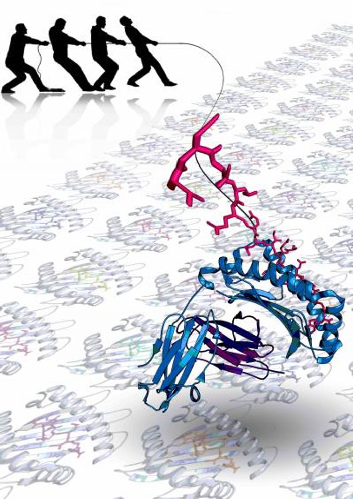 This is a stylized illustration of a peptide epitope extending from the N-terminal end of the HLA-I binding groove. Source: Imaging CoE