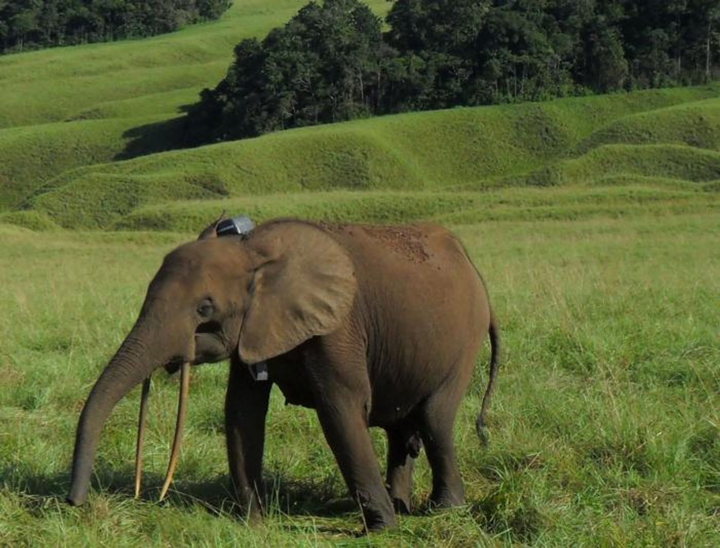 A forest eleplant photographed in Gabon.