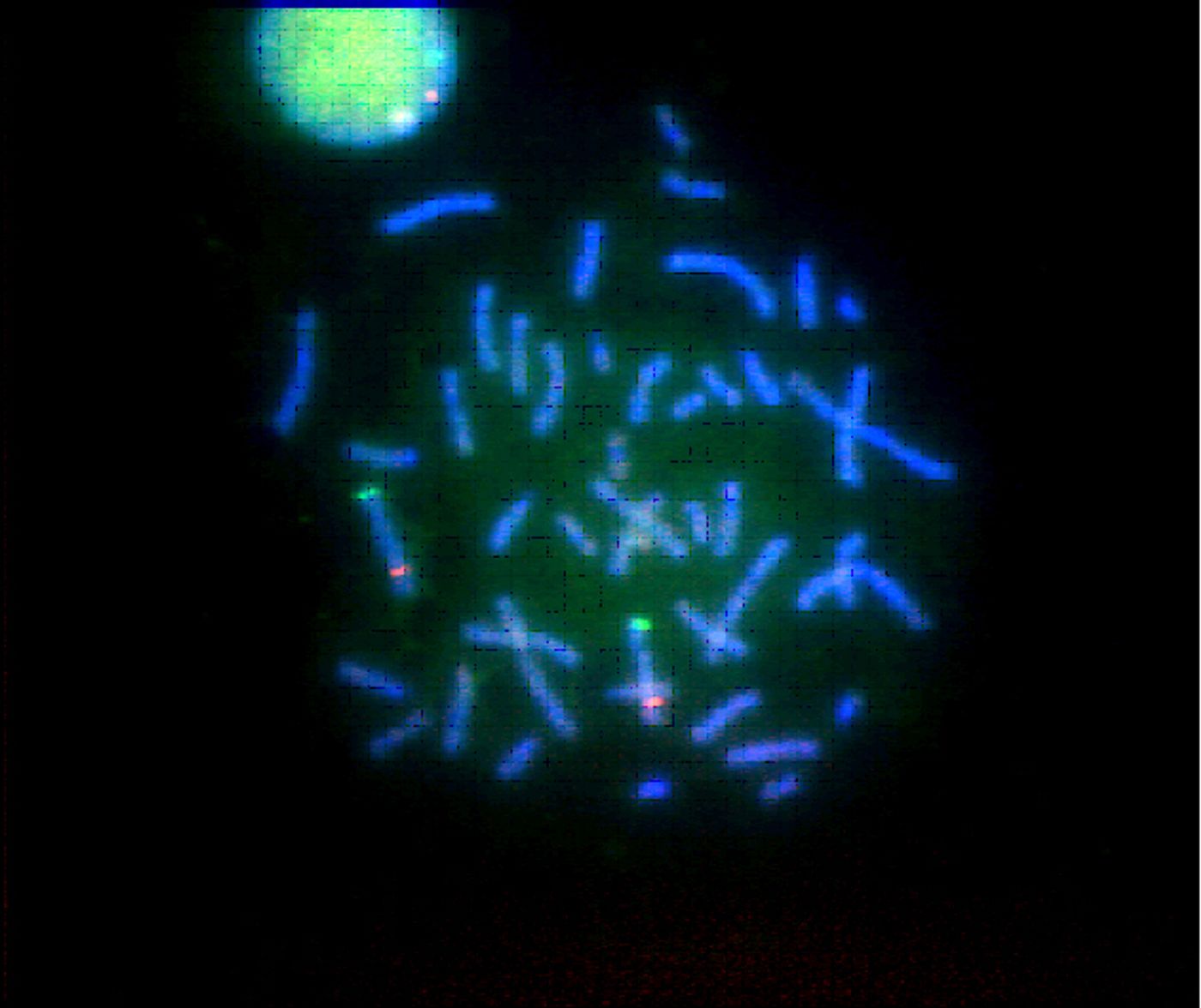 Chromosomes tagged with red and green fluorescent probes / Credit: National Institute of Standards and Technology