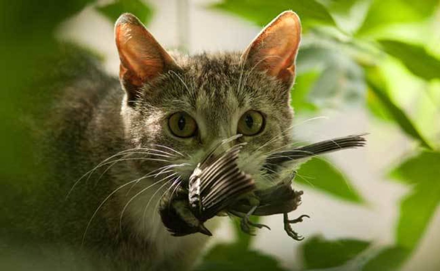 Outdoor cats are a heated debate in the birding world. Photo: Care2