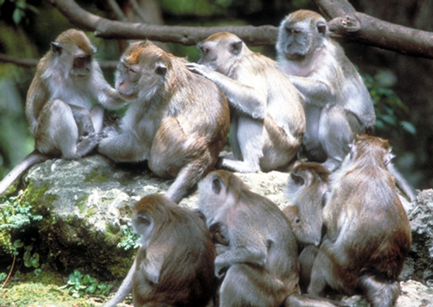Long-tailed macaques, pictured, use rocks as tools for opening nuts and oysters.