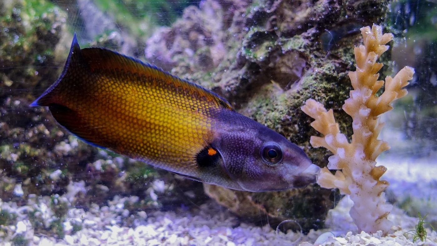 The tubelip wrasse has unique lips that allow it to suck on coral without being stung.